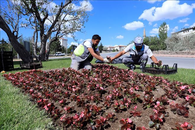 Talas Belediyesi ilçeye 50 bin adet çiçek dikiyor