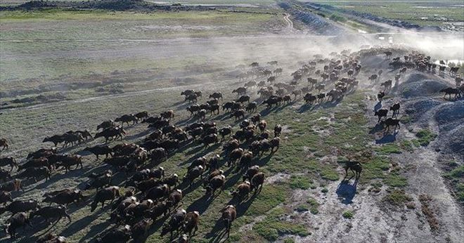 700 Manda Erciyes Dağı Eteklerine Koşuyor