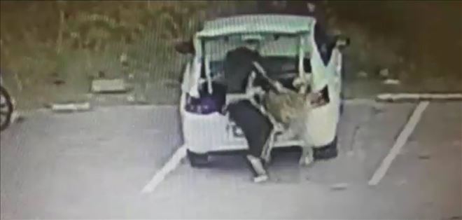 Koca köpeği arabanın bagajına koyarak çaldı 