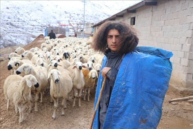 Üniversite mezunu genç, 300 koyuna çobanlık yapıyor 