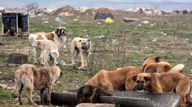 Köpek saldırısının yaşandığı ilçede vatandaşlar köpeklerin toplanmasını bekliyor 