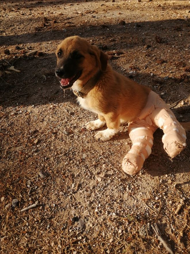 Yaralı yavru köpeğe belediye sahip çıktı 