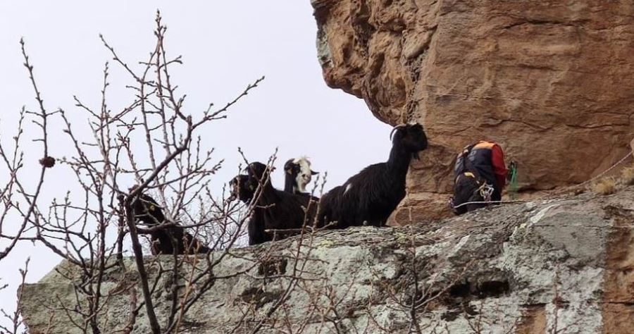15 keçi, 12 saatte kurtarıldı