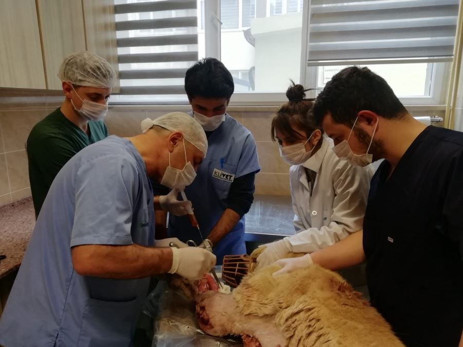 Kurt saldırısında ağır yaralanan kangal köpeği tedavi altına alındı