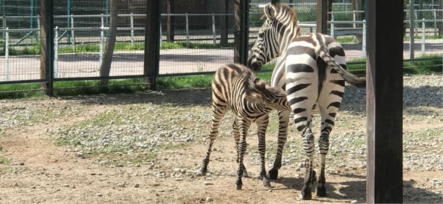 Zebra yavrusu Dilek 3 aylık oldu