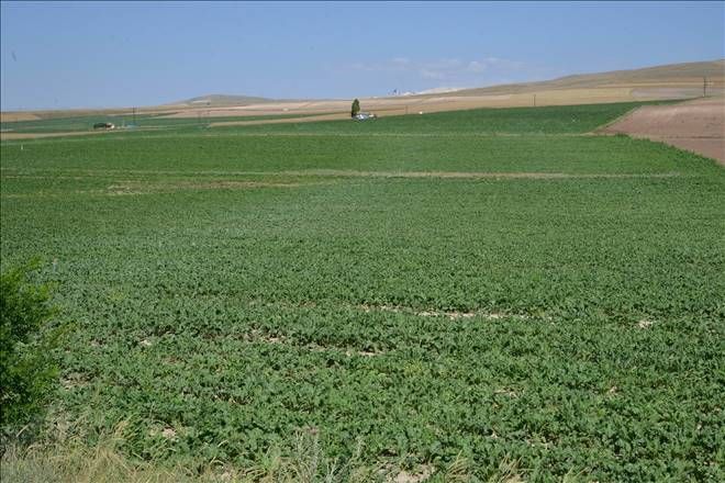  KAYSERİ ŞEKER TOPRAK YILINDA TOPRAĞI KORUMA SEFERBERLİĞİ BAŞLATTI